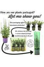Acanthus 'Whitewater' (2ltr)