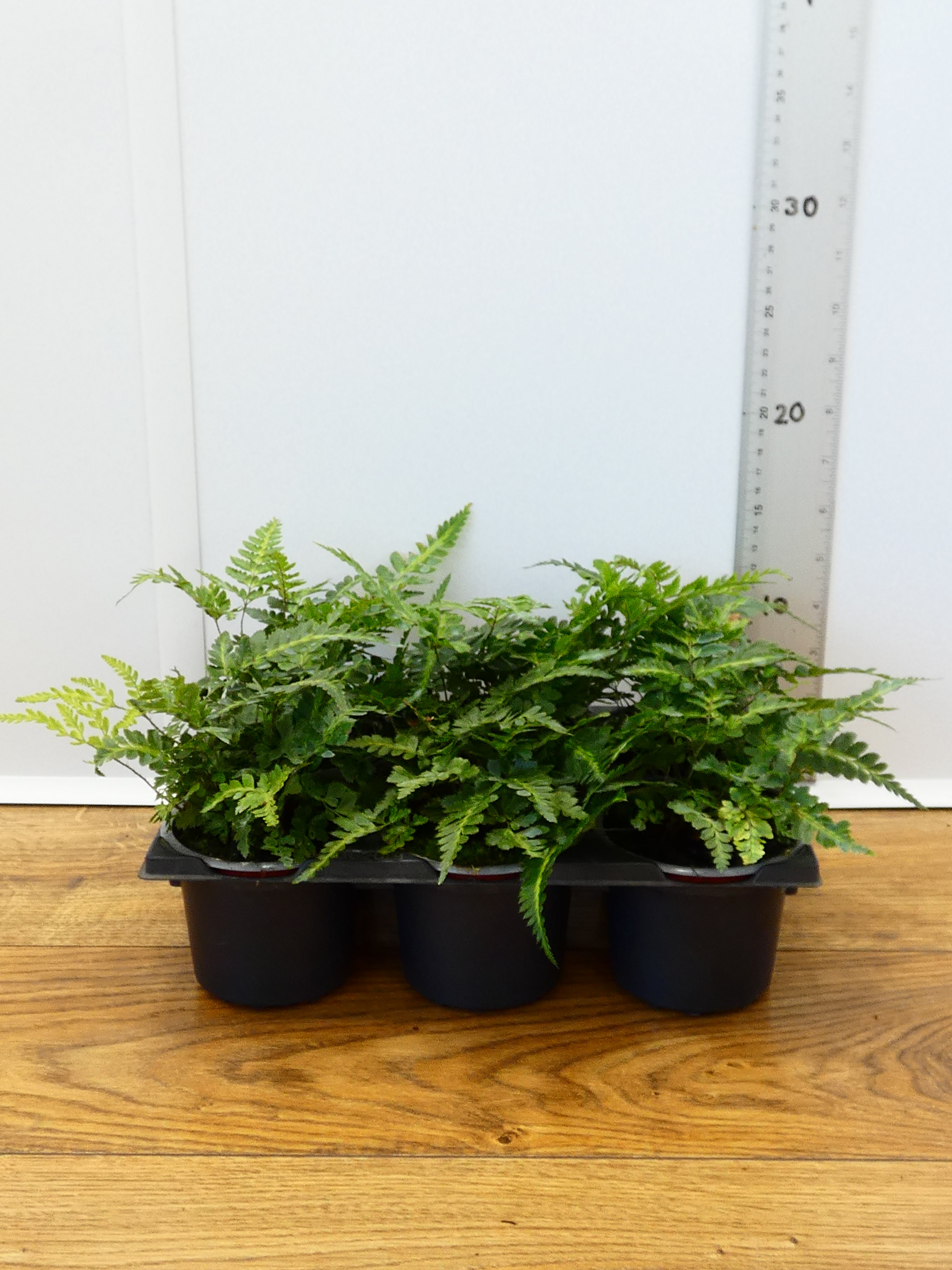 Fern 'Arachnoides Variegata' (Pack of 6 Plants)