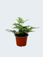 Fern 'Arachnoides Variegata' (Pack of 6 Plants)