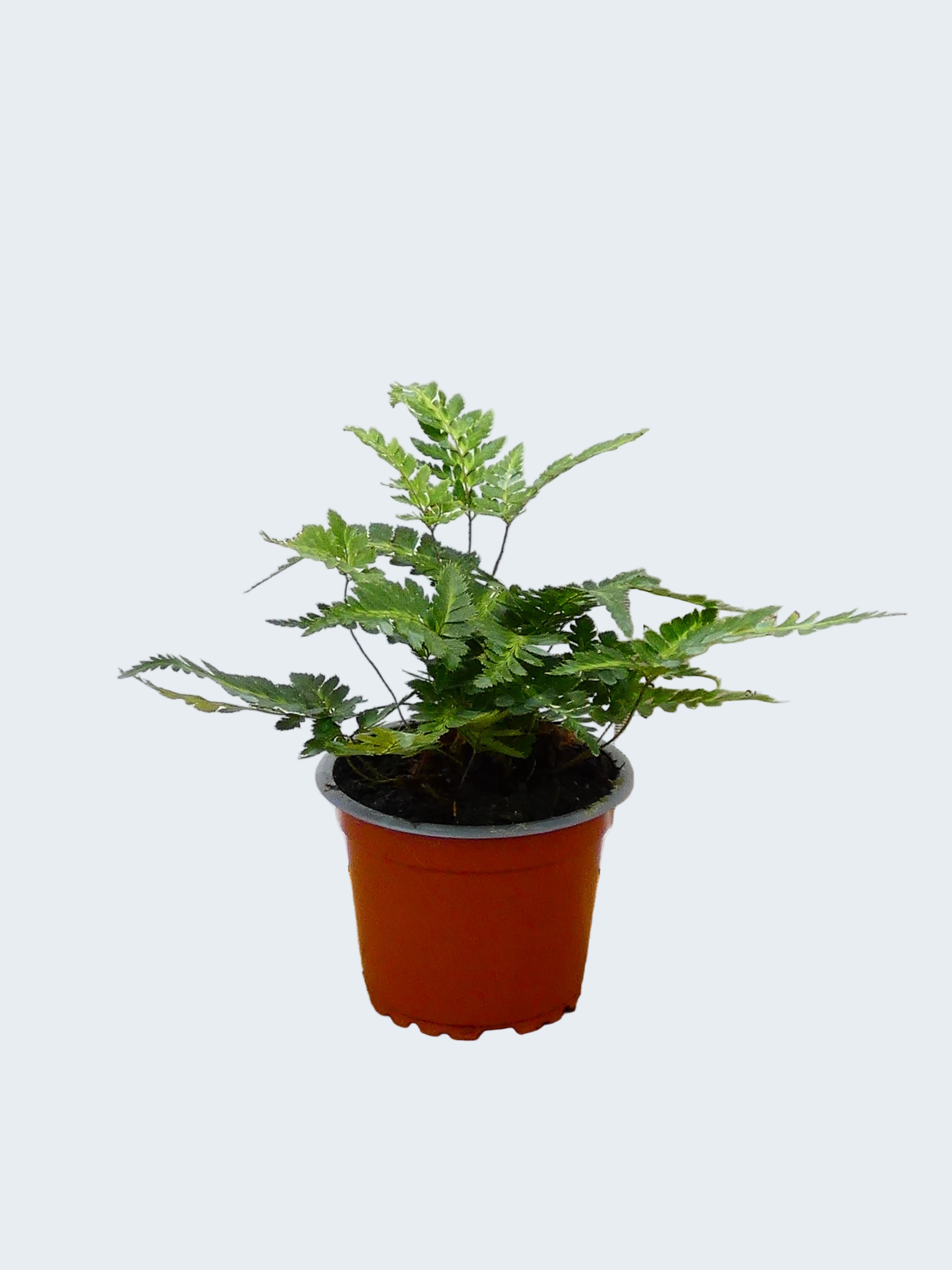 Fern 'Arachnoides Variegata' (Pack of 6 Plants)