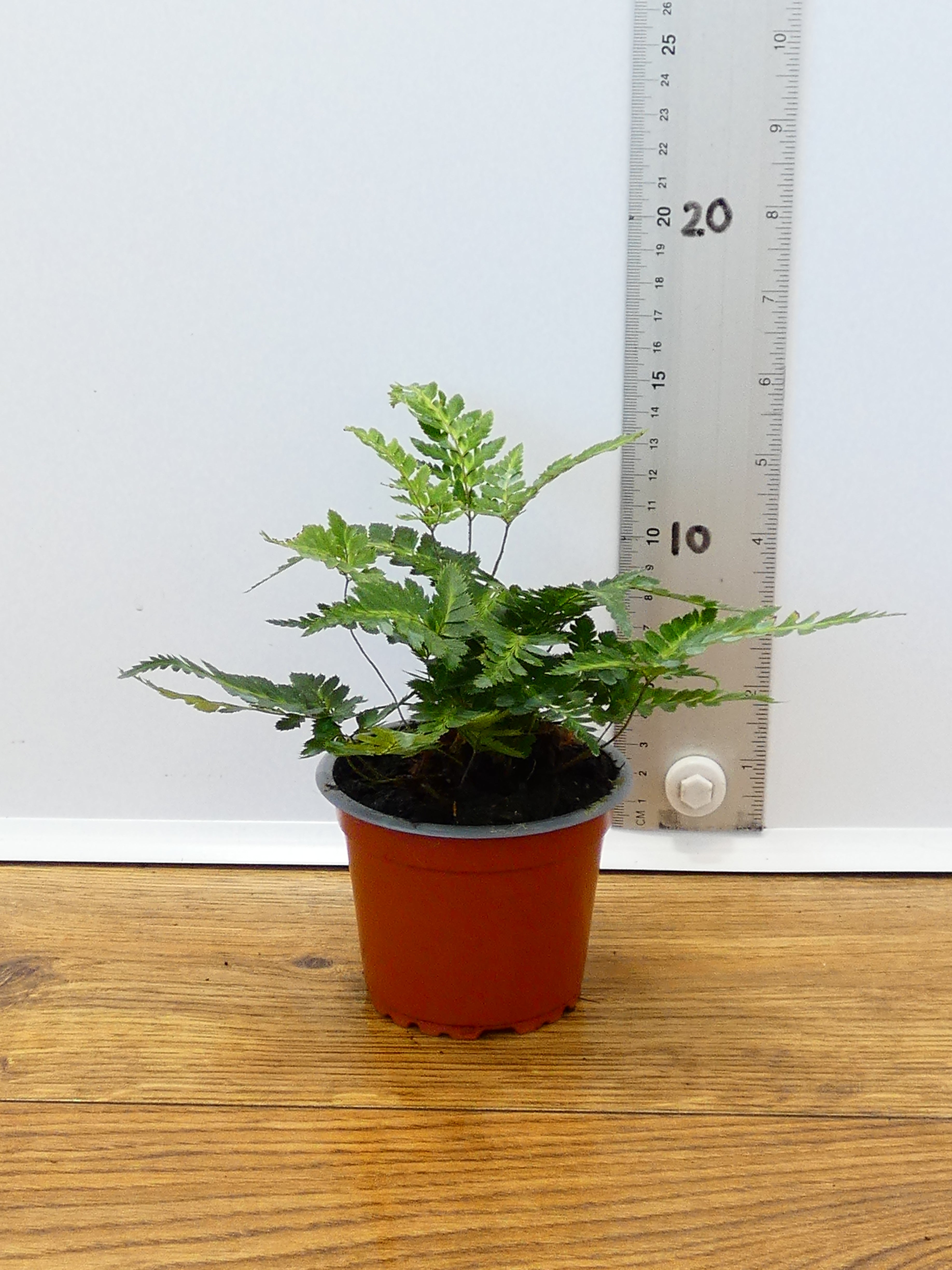 Fern 'Arachnoides Variegata' (Pack of 6 Plants)