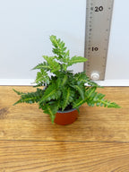 Fern 'Arachnoides Variegata' (Pack of 6 Plants)