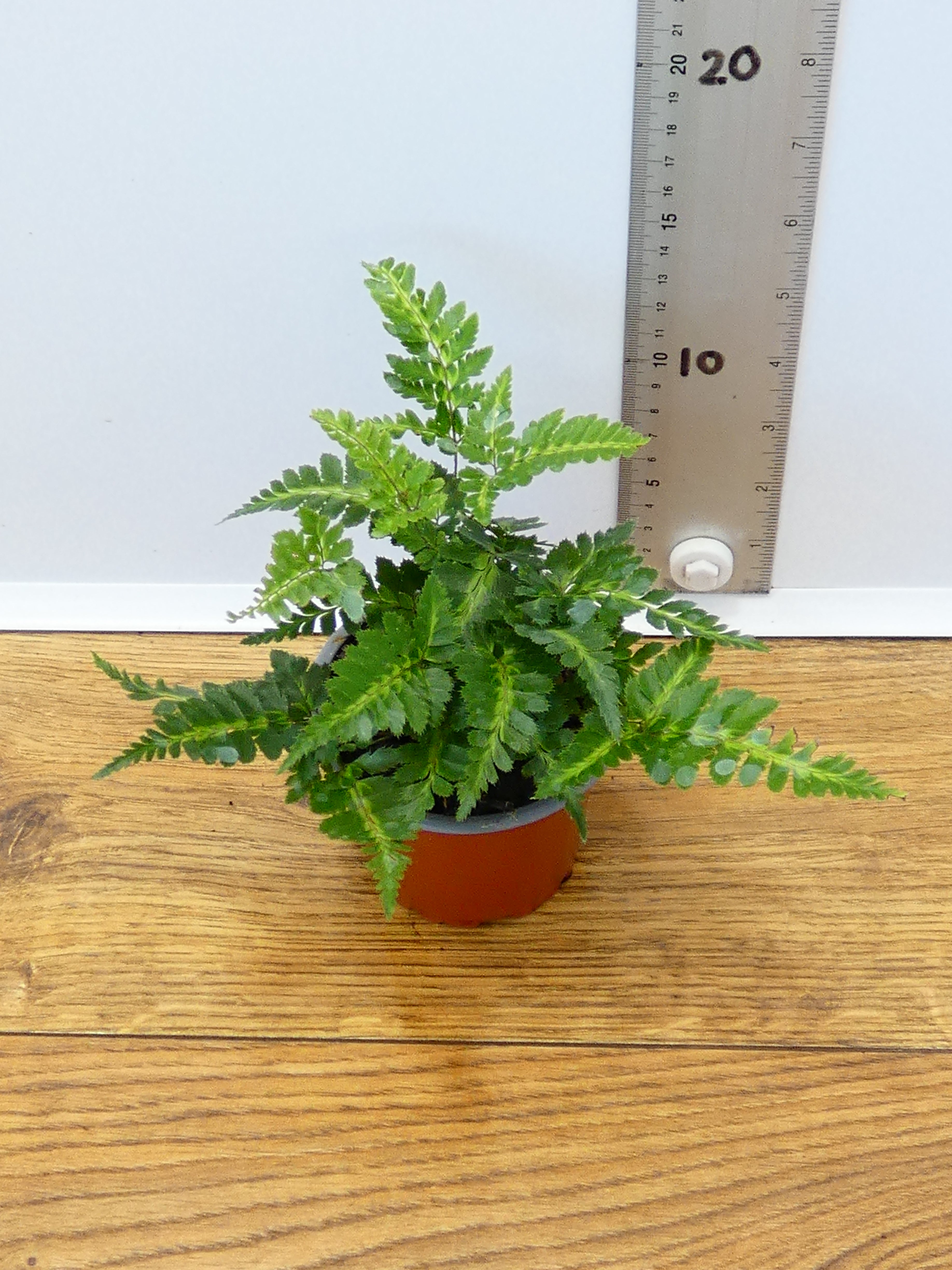 Fern 'Arachnoides Variegata' (Pack of 6 Plants)