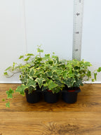 Hedera (Ivy) (Pack of 6 Plants)