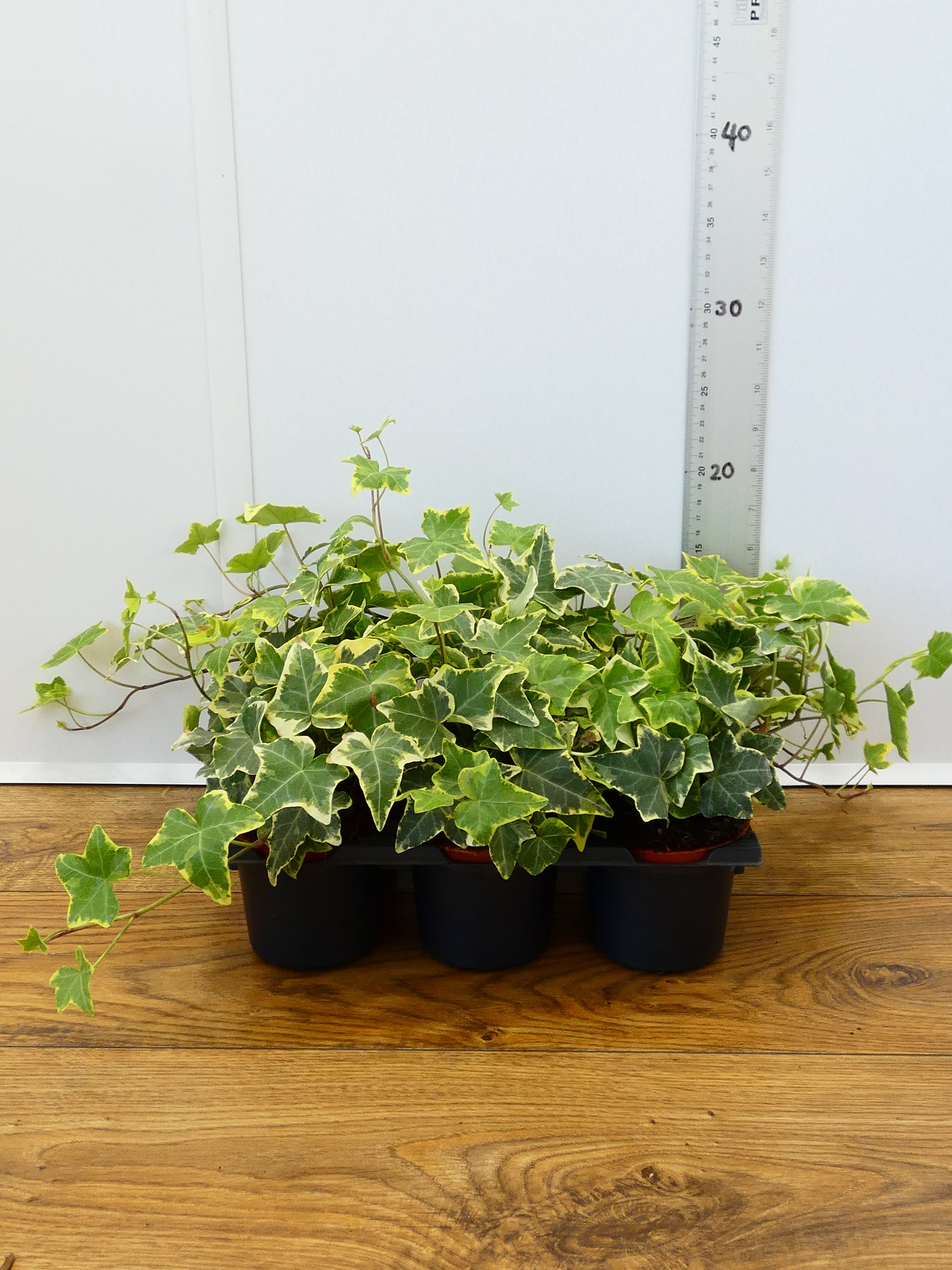 Hedera (Ivy) (Pack of 6 Plants)