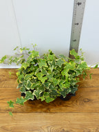 Hedera (Ivy) (Pack of 6 Plants)