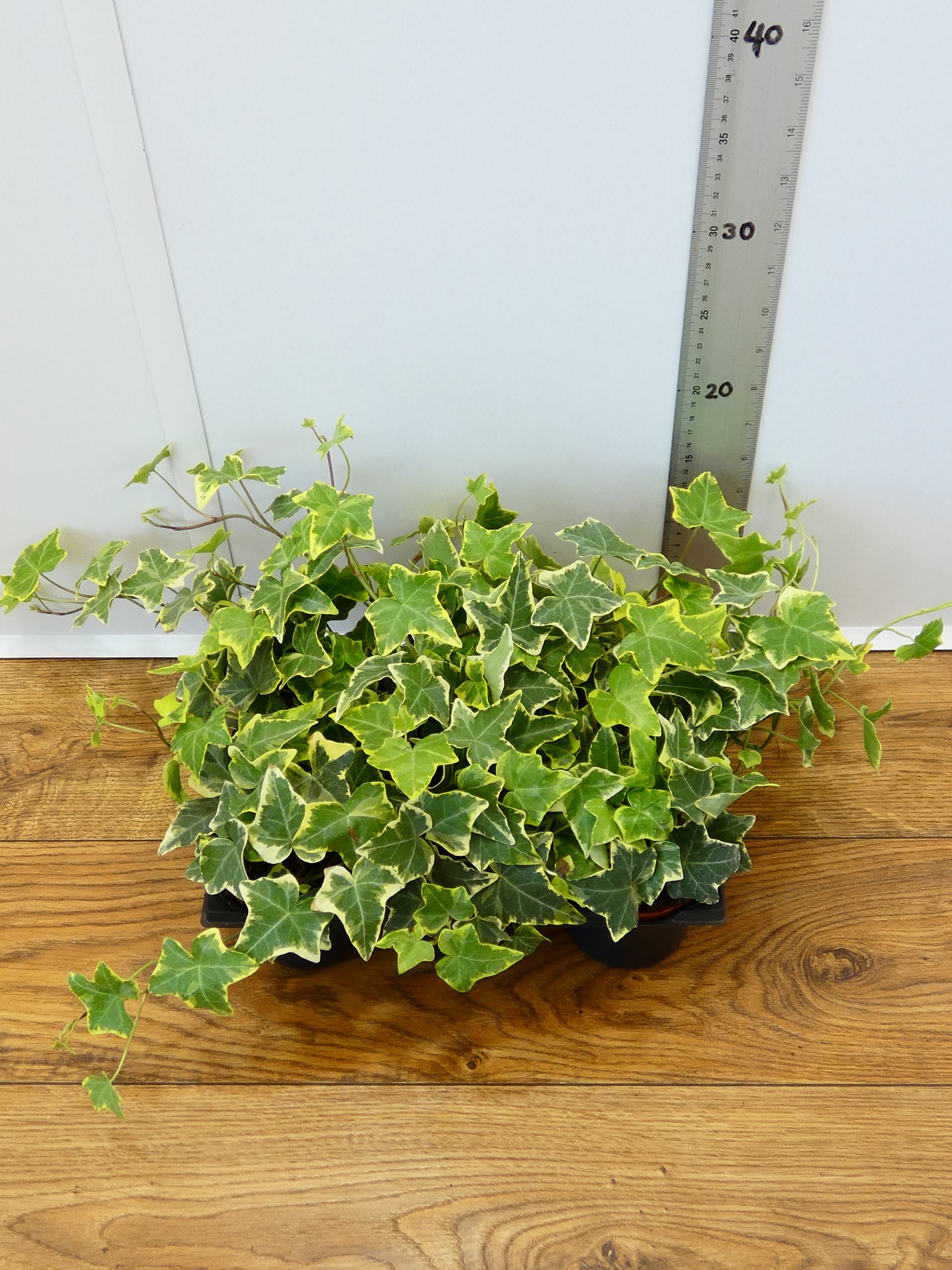 Hedera (Ivy) (Pack of 6 Plants)