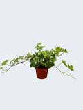 Hedera (Ivy) (Pack of 6 Plants)