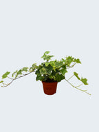 Hedera (Ivy) (Pack of 6 Plants)