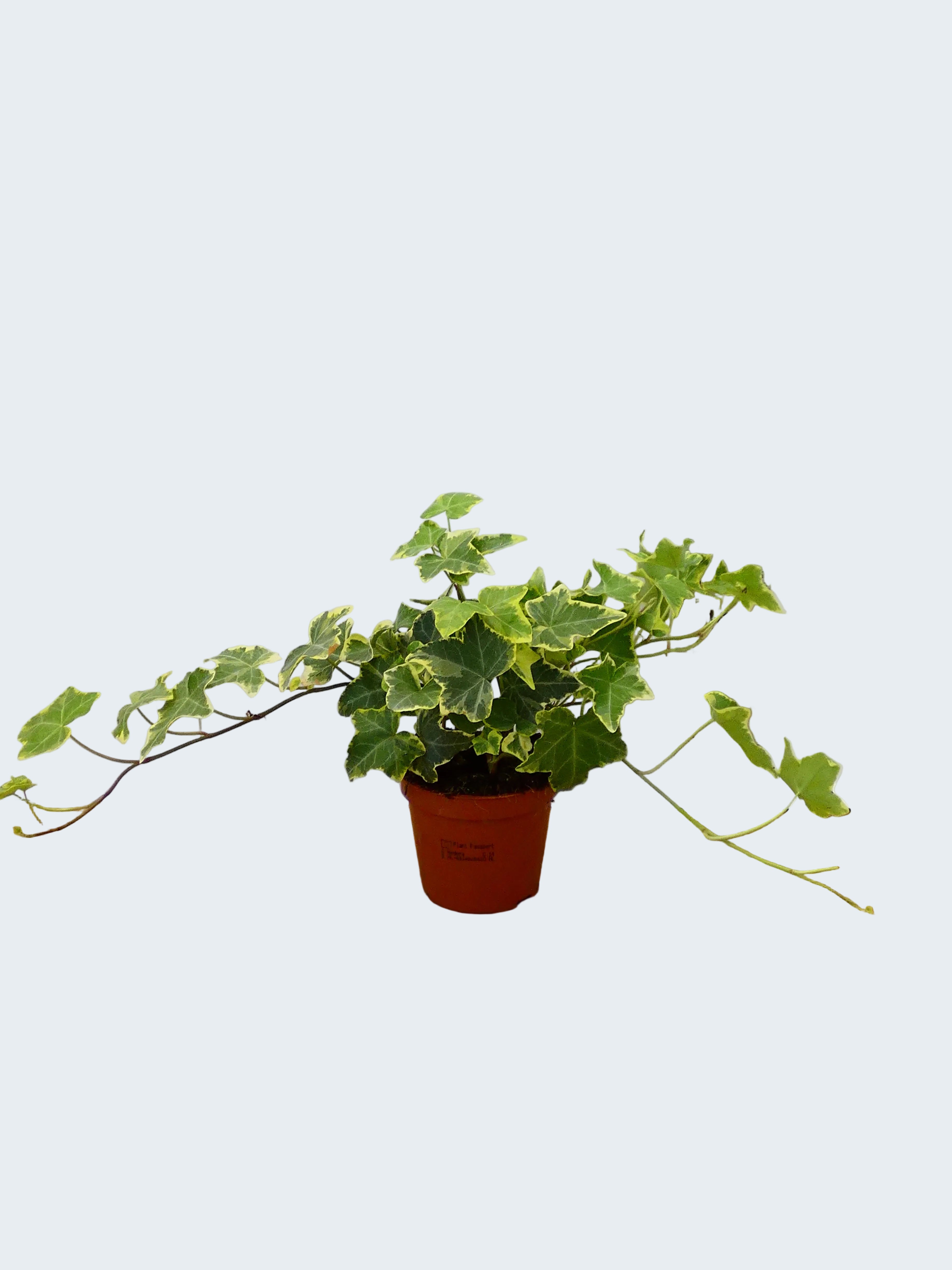 Hedera (Ivy) (Pack of 6 Plants)