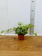 Hedera (Ivy) (Pack of 6 Plants)