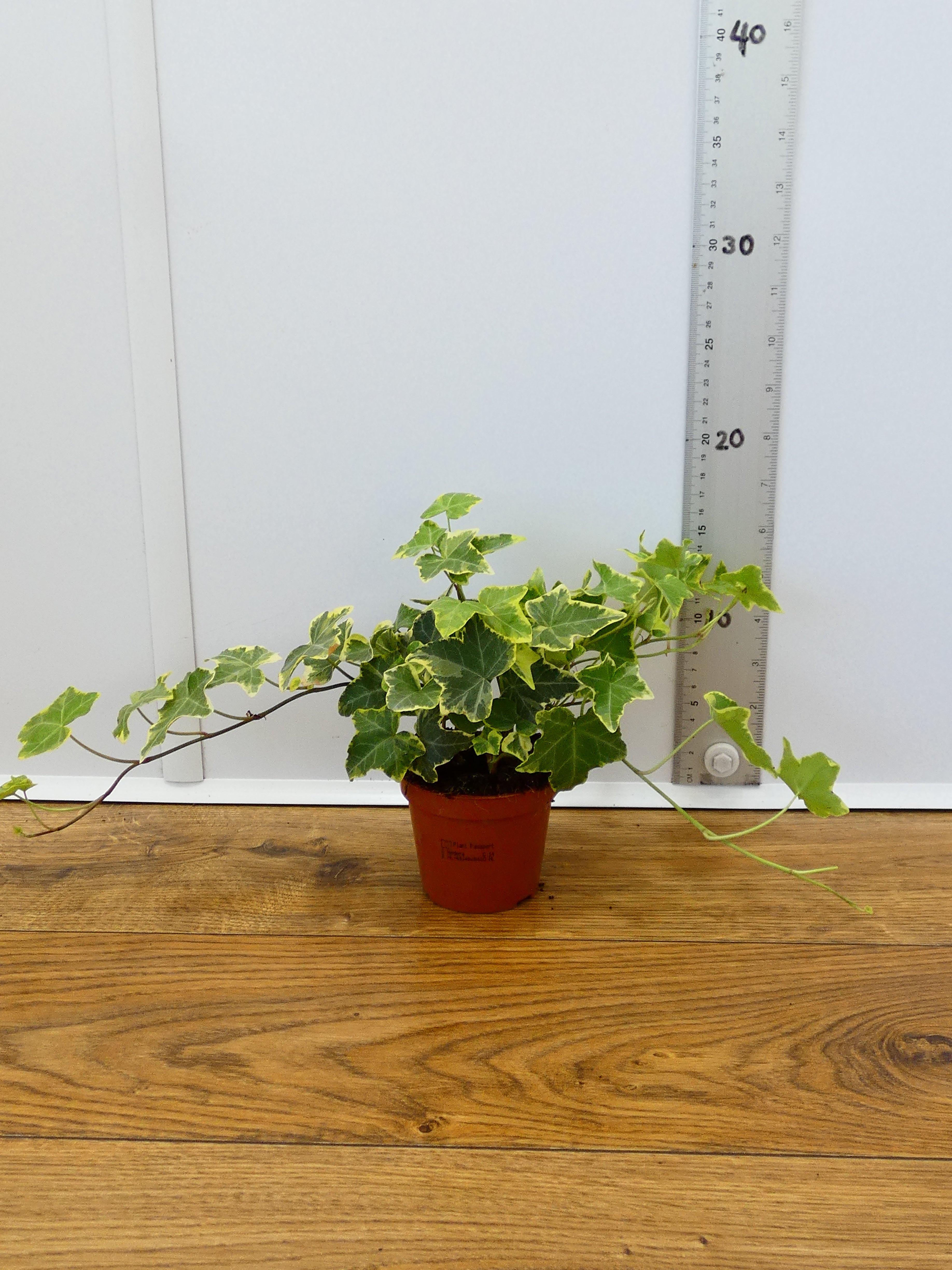 Hedera (Ivy) (Pack of 6 Plants)