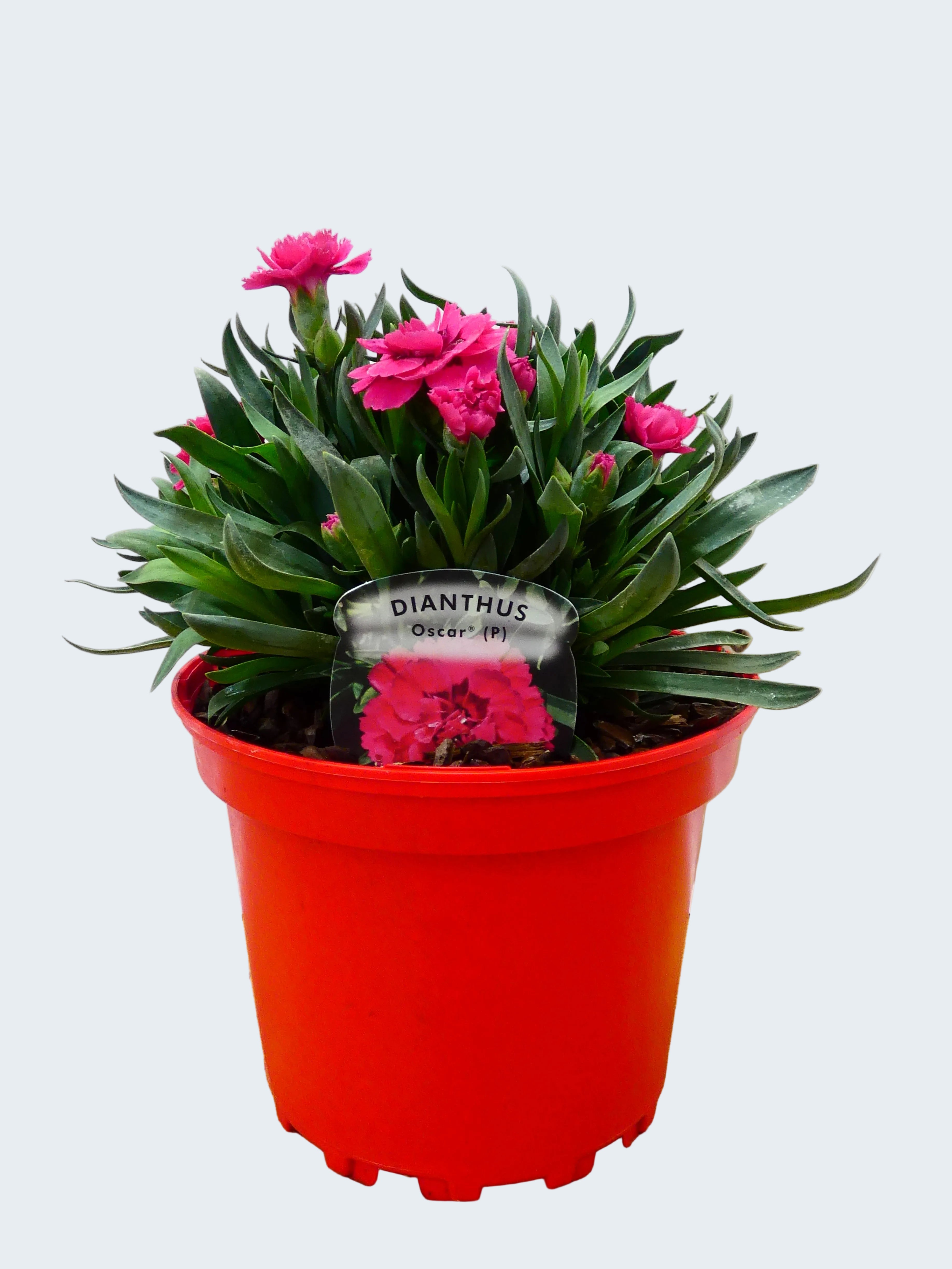 Dianthus Oscar 'Red' (2ltr)