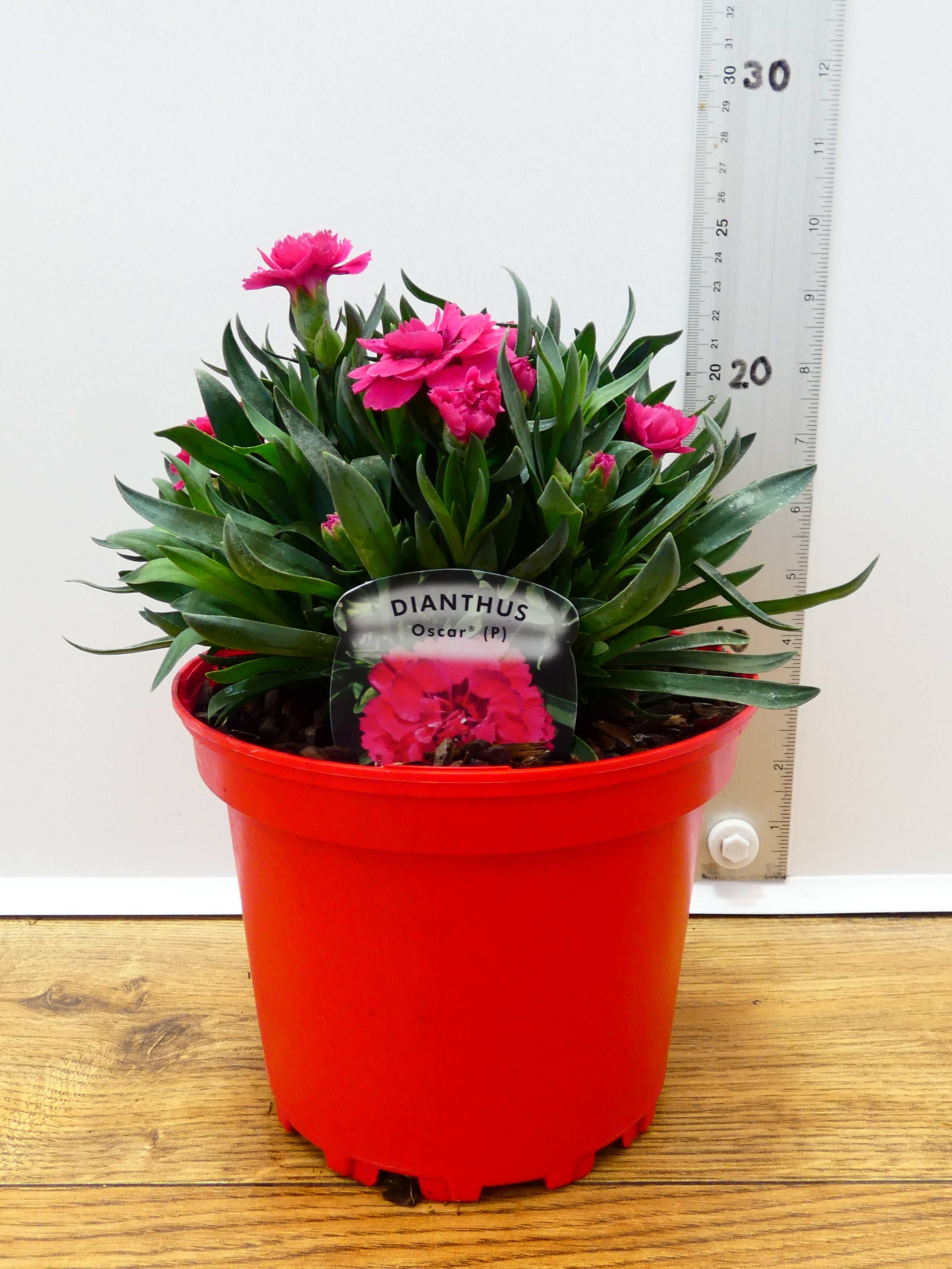 Dianthus Oscar 'Red' (2ltr)
