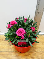 Dianthus Oscar 'Red' (2ltr)