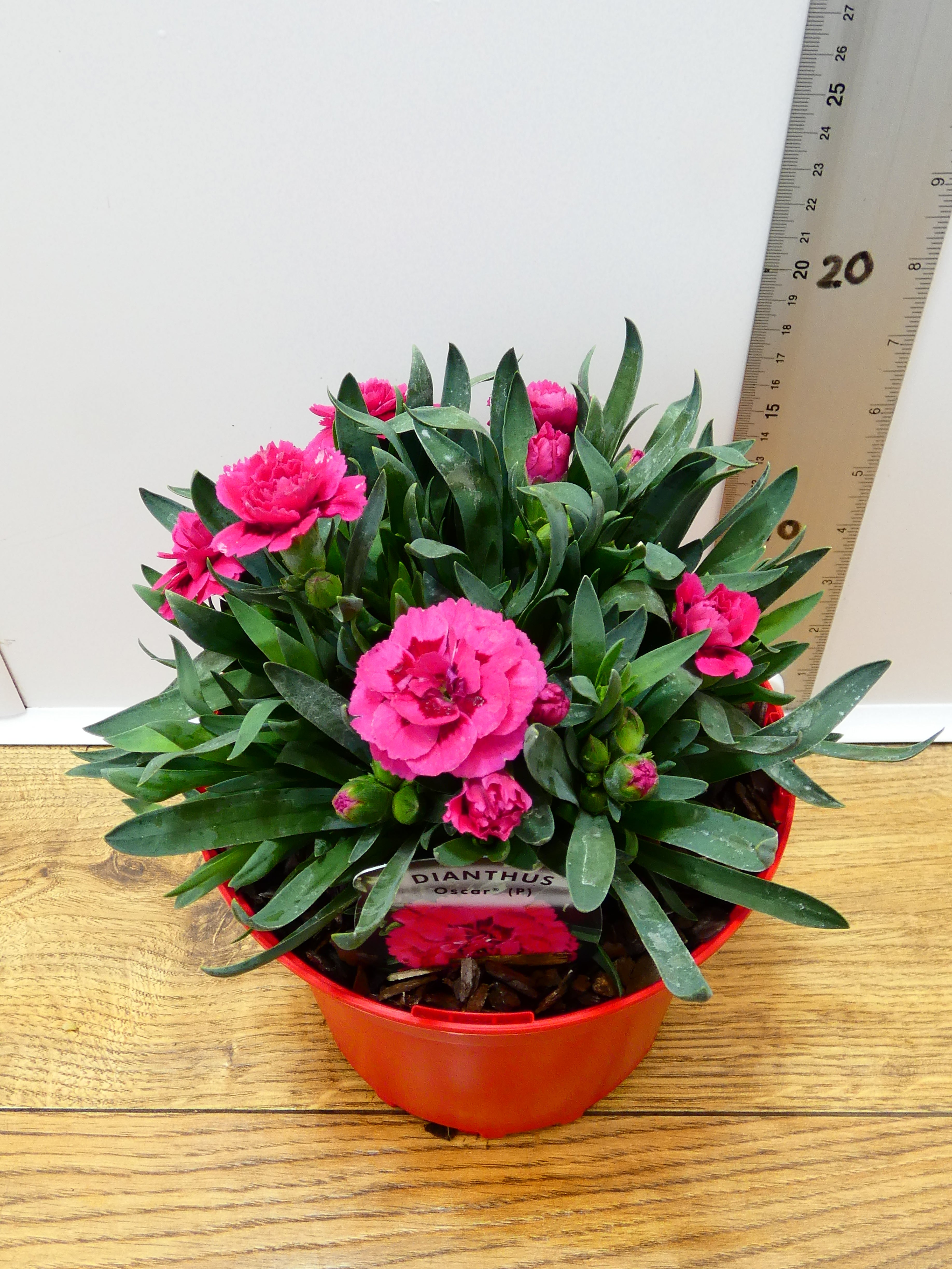 Dianthus Oscar 'Red' (2ltr)