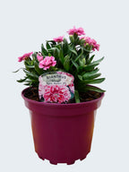 Dianthus Oscar 'Pink Heart' (2ltr)