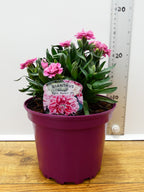 Dianthus Oscar 'Pink Heart' (2ltr)