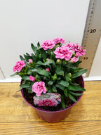 Dianthus Oscar 'Pink Heart' (2ltr)