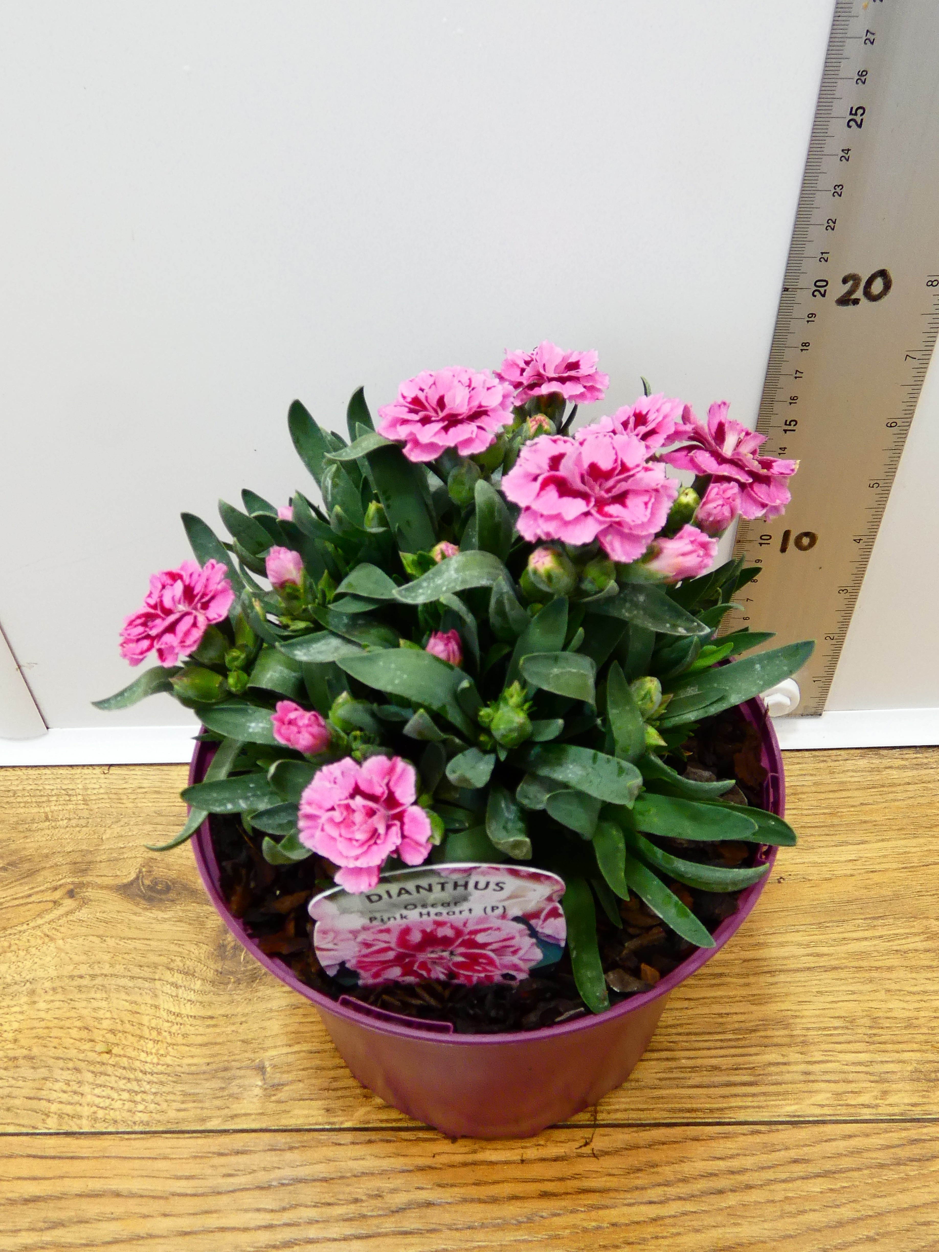 Dianthus Oscar 'Pink Heart' (2ltr)