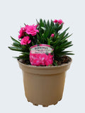 Dianthus Oscar 'Neon Pink' (2ltr)