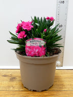 Dianthus Oscar 'Neon Pink' (2ltr)