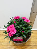 Dianthus Oscar 'Neon Pink' (2ltr)