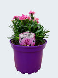 Dianthus Oscar 'Pink & Purple' (2ltr)