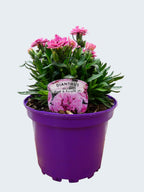 Dianthus Oscar 'Pink & Purple' (2ltr)