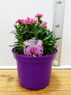 Dianthus Oscar 'Pink & Purple' (2ltr)