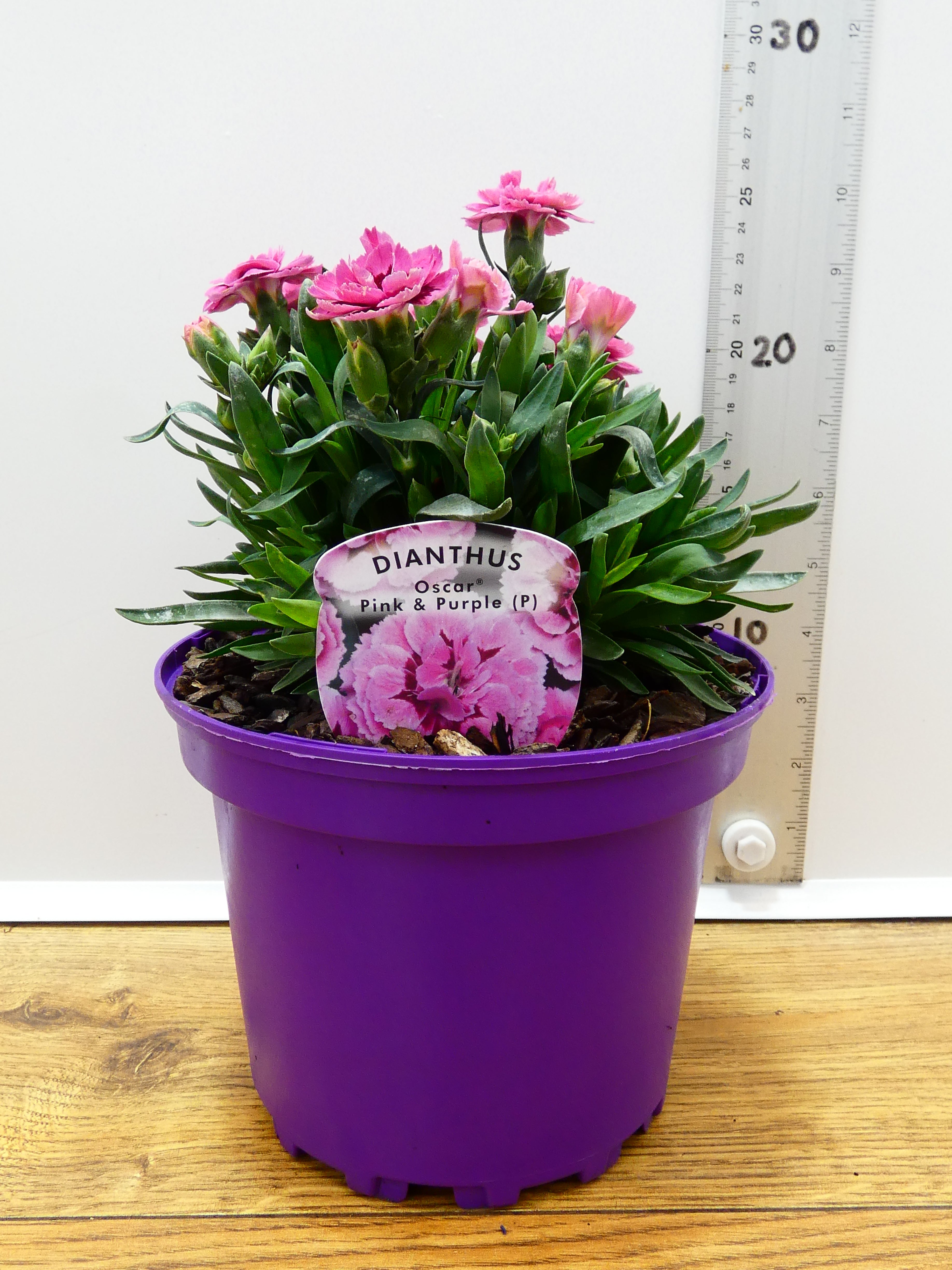 Dianthus Oscar 'Pink & Purple' (2ltr)