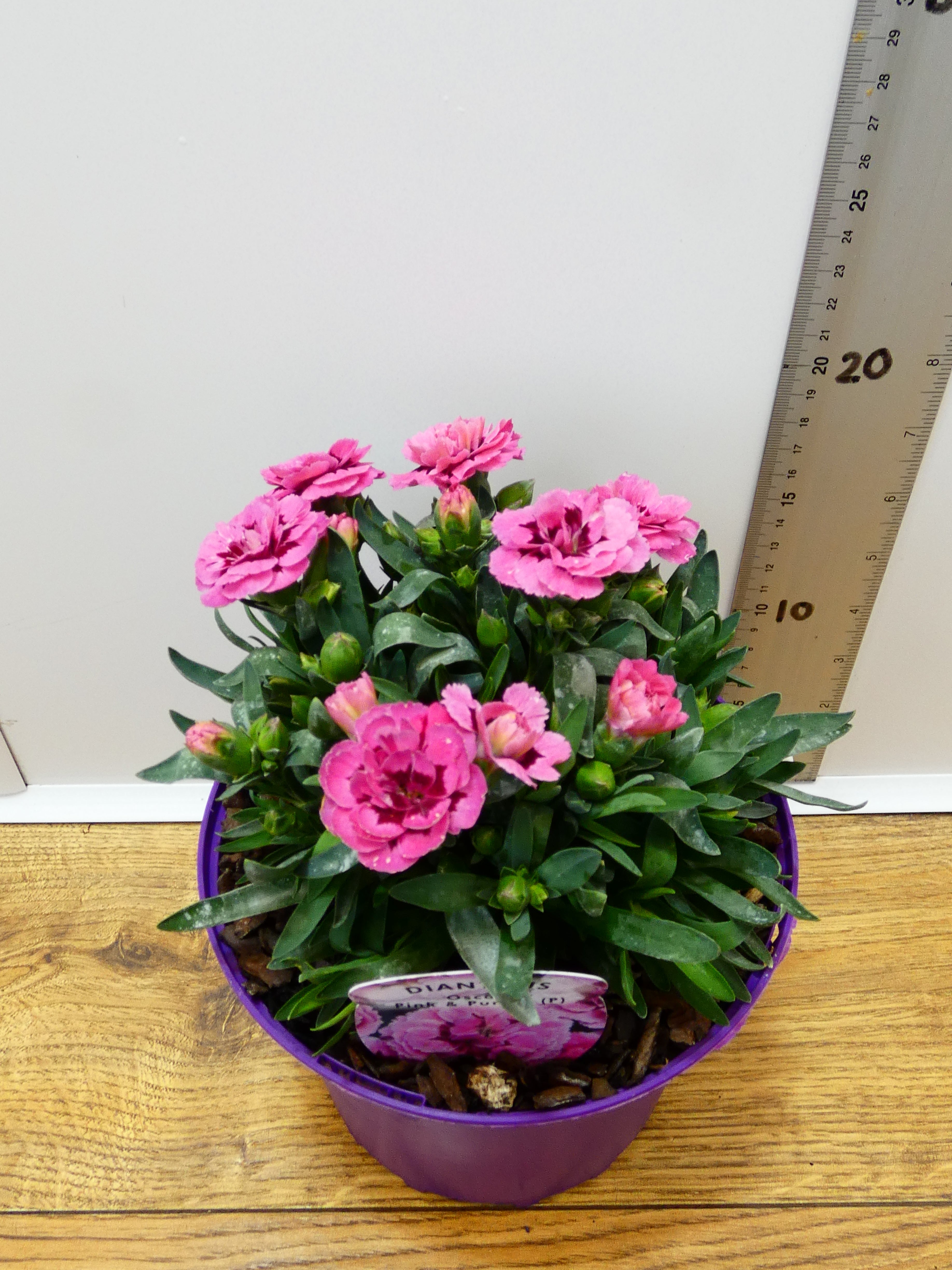 Dianthus Oscar 'Pink & Purple' (2ltr)