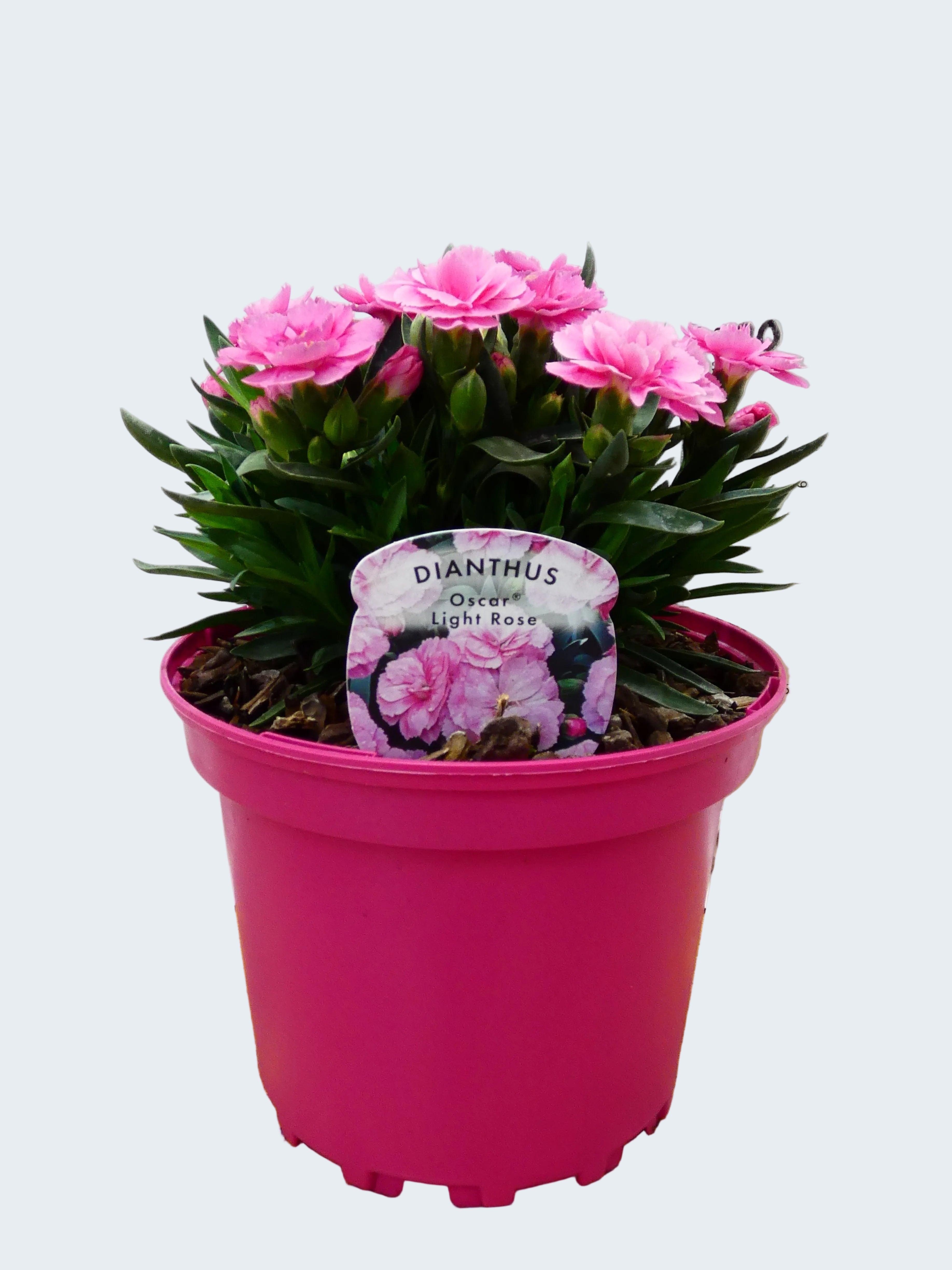 Dianthus Oscar 'Light Rose' (2ltr)