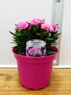 Dianthus Oscar 'Light Rose' (2ltr)