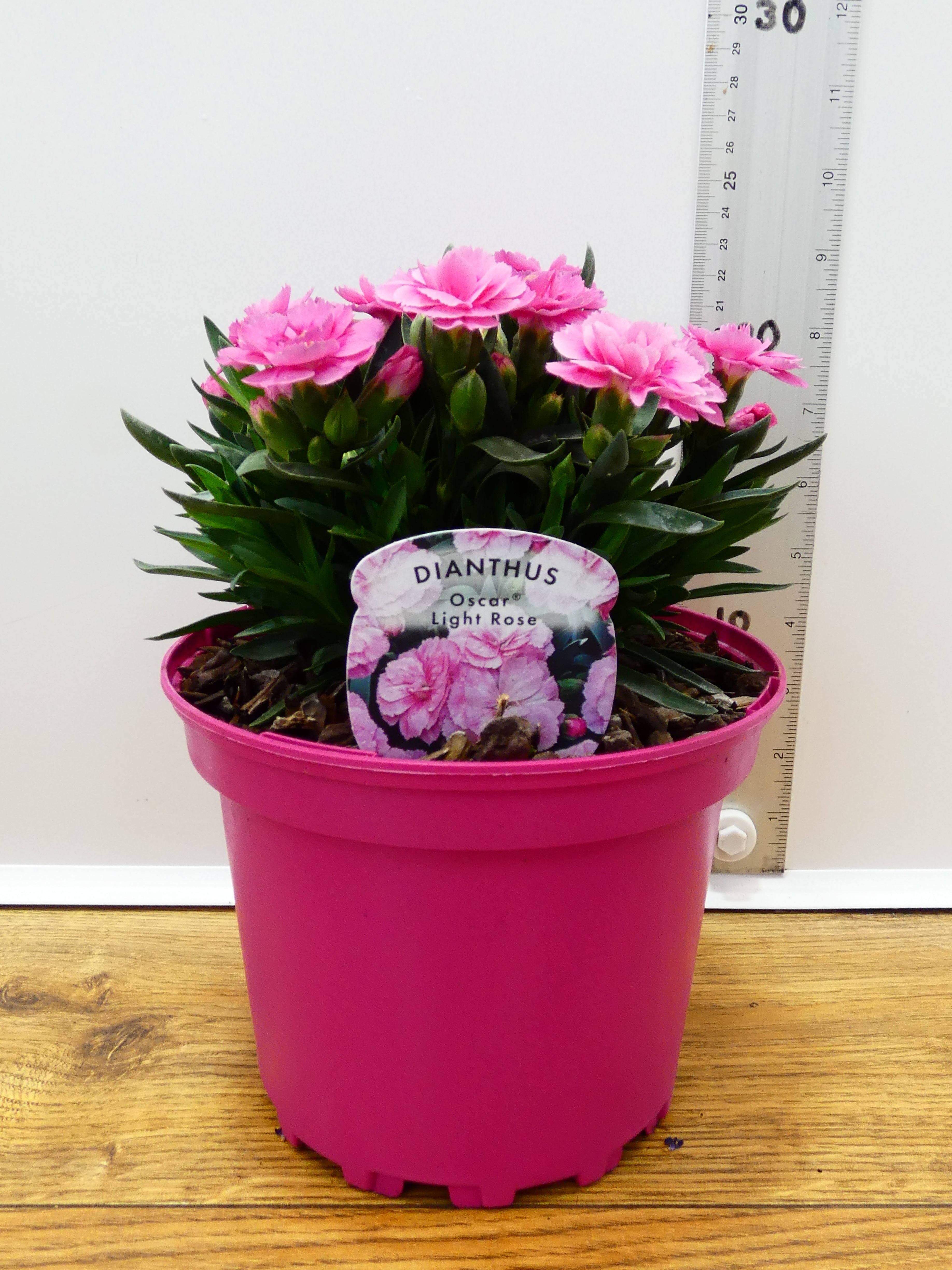 Dianthus Oscar 'Light Rose' (2ltr)