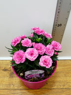 Dianthus Oscar 'Light Rose' (2ltr)