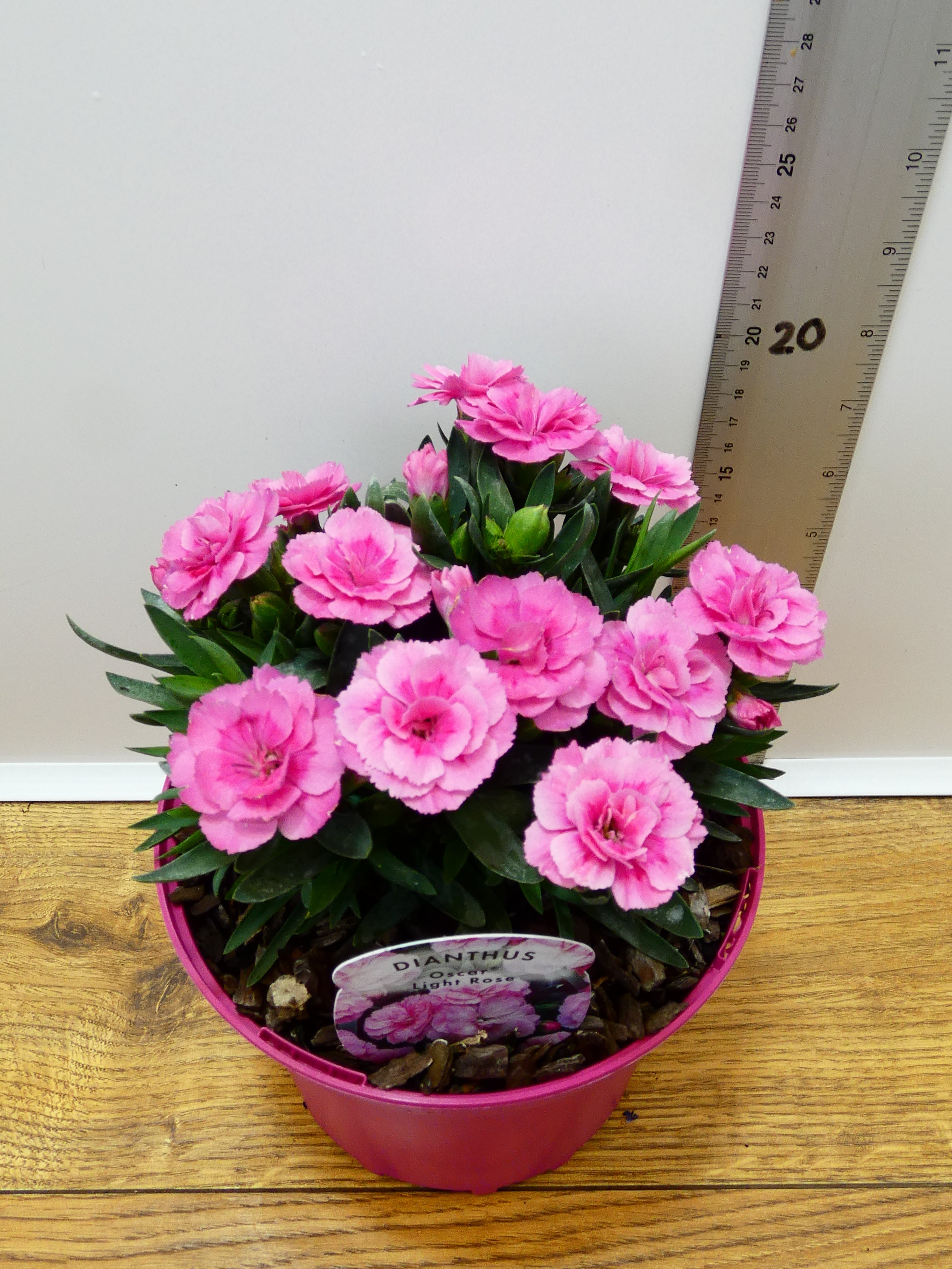 Dianthus Oscar 'Light Rose' (2ltr)
