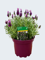 Lavandula st 'Lavita Pink' (2ltr)