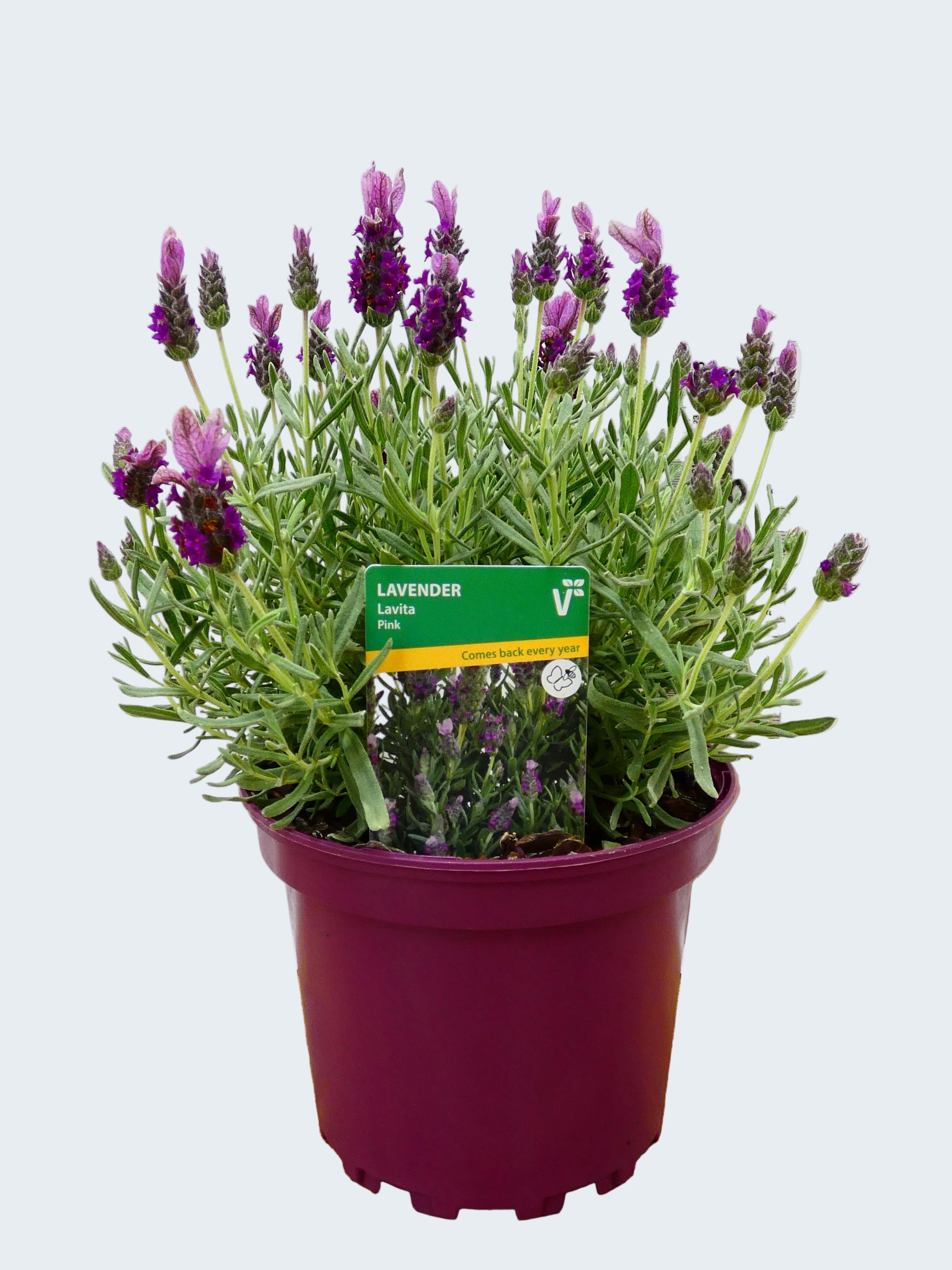 Lavandula st 'Lavita Pink' (2ltr)