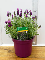 Lavandula st 'Lavita Pink' (2ltr)