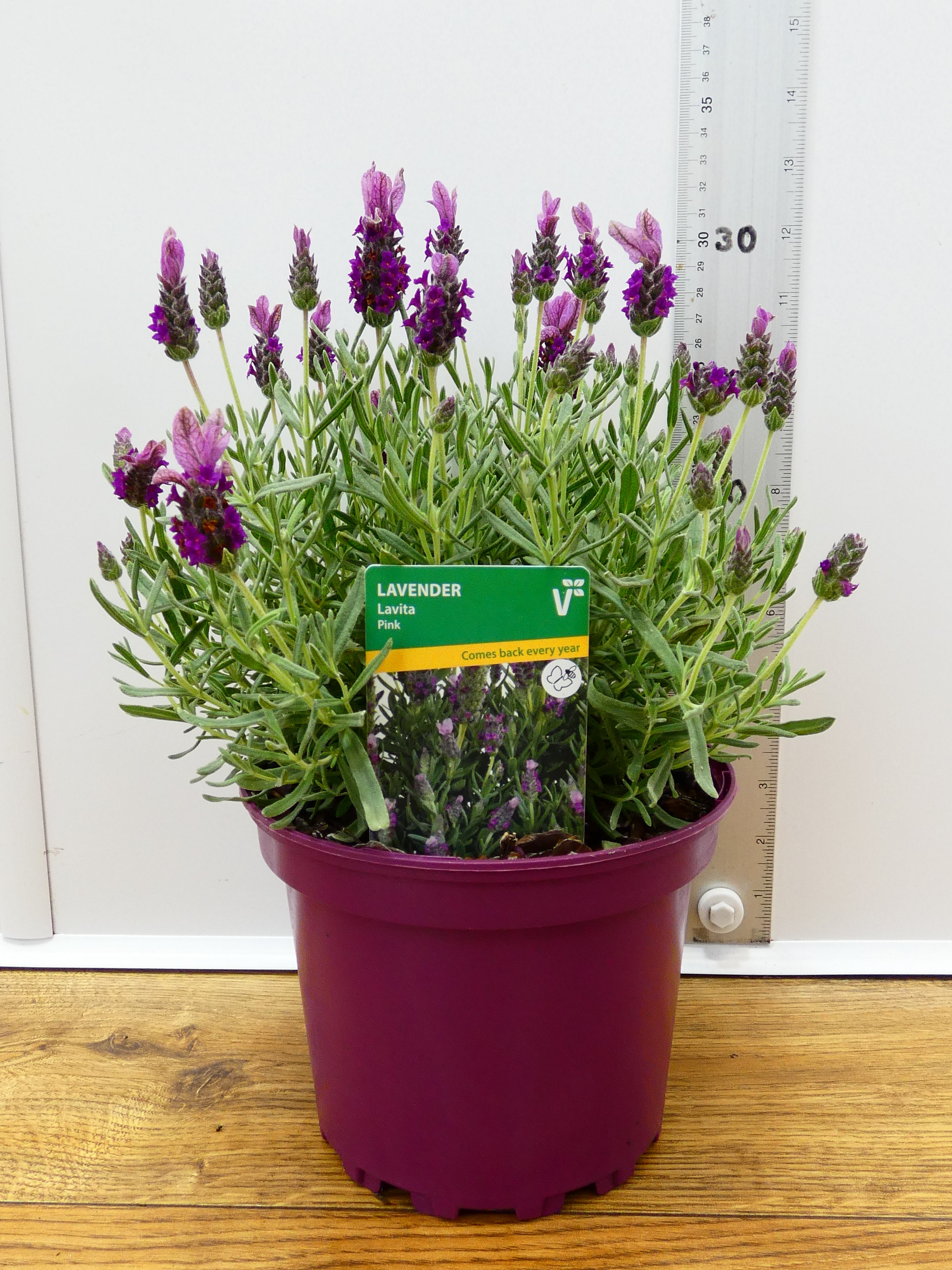 Lavandula st 'Lavita Pink' (2ltr)