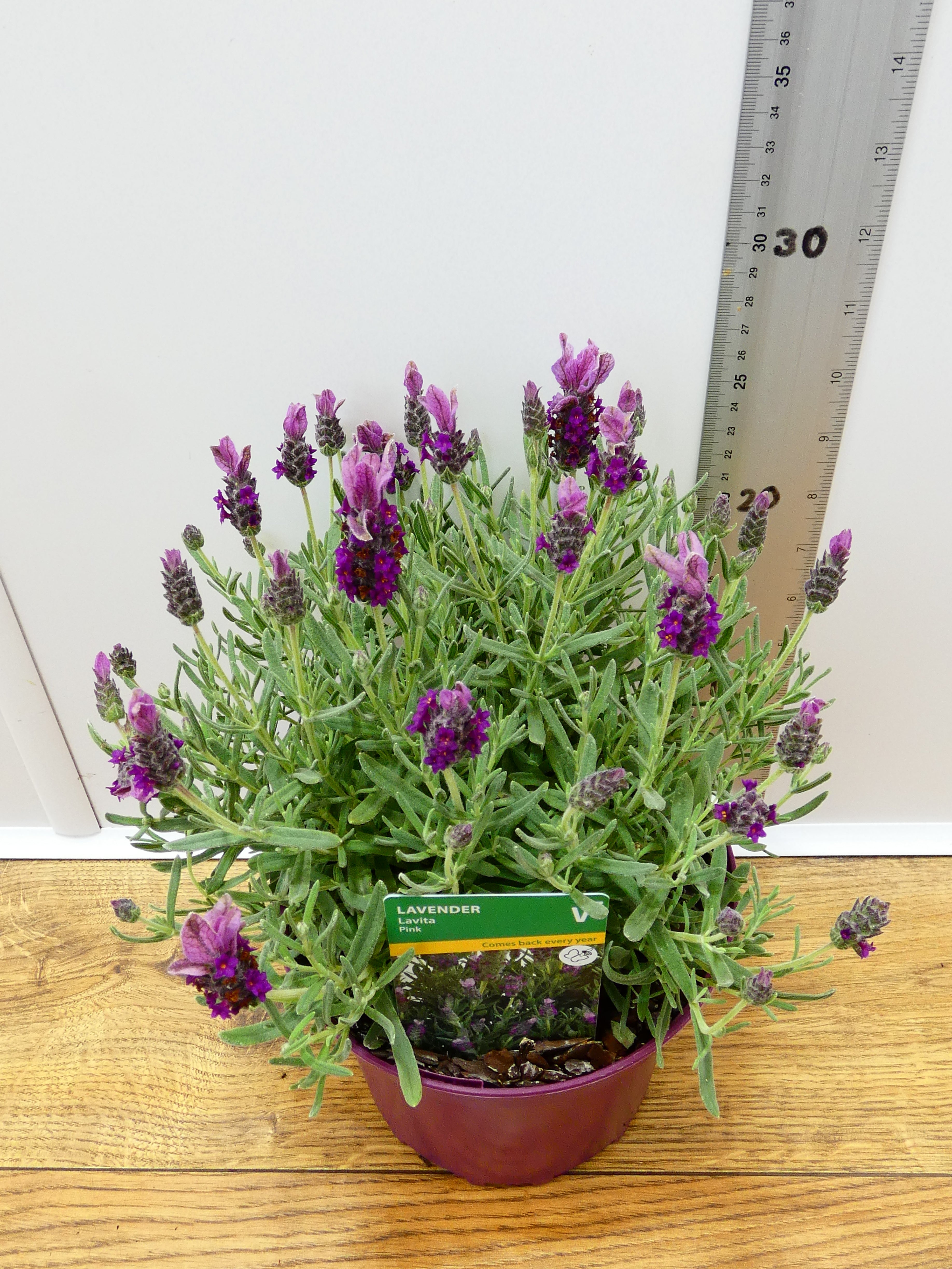 Lavandula st 'Lavita Pink' (2ltr)