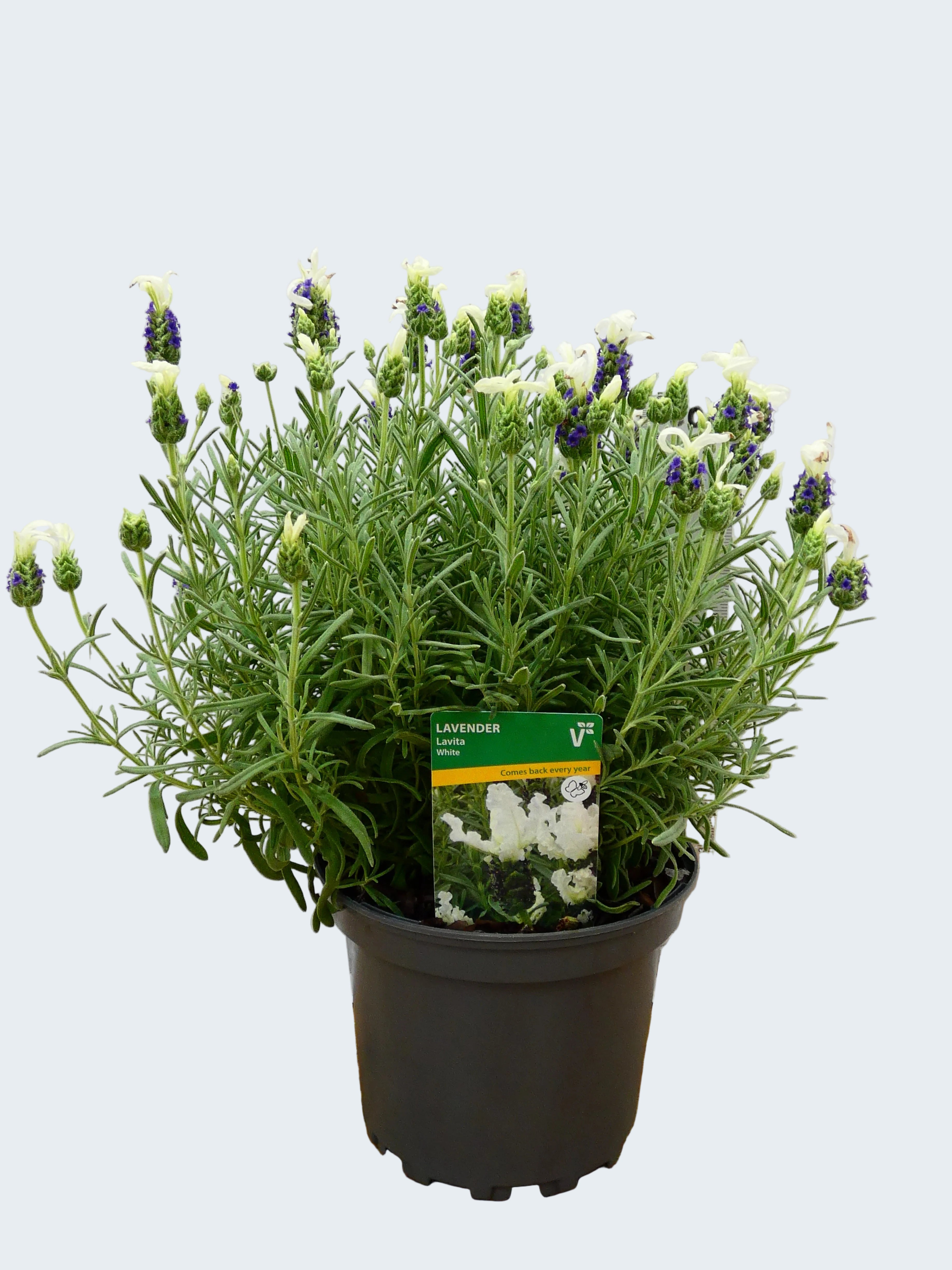 Lavandula st 'Lavita White' (2ltr)