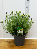Lavandula st 'Lavita White' (2ltr)