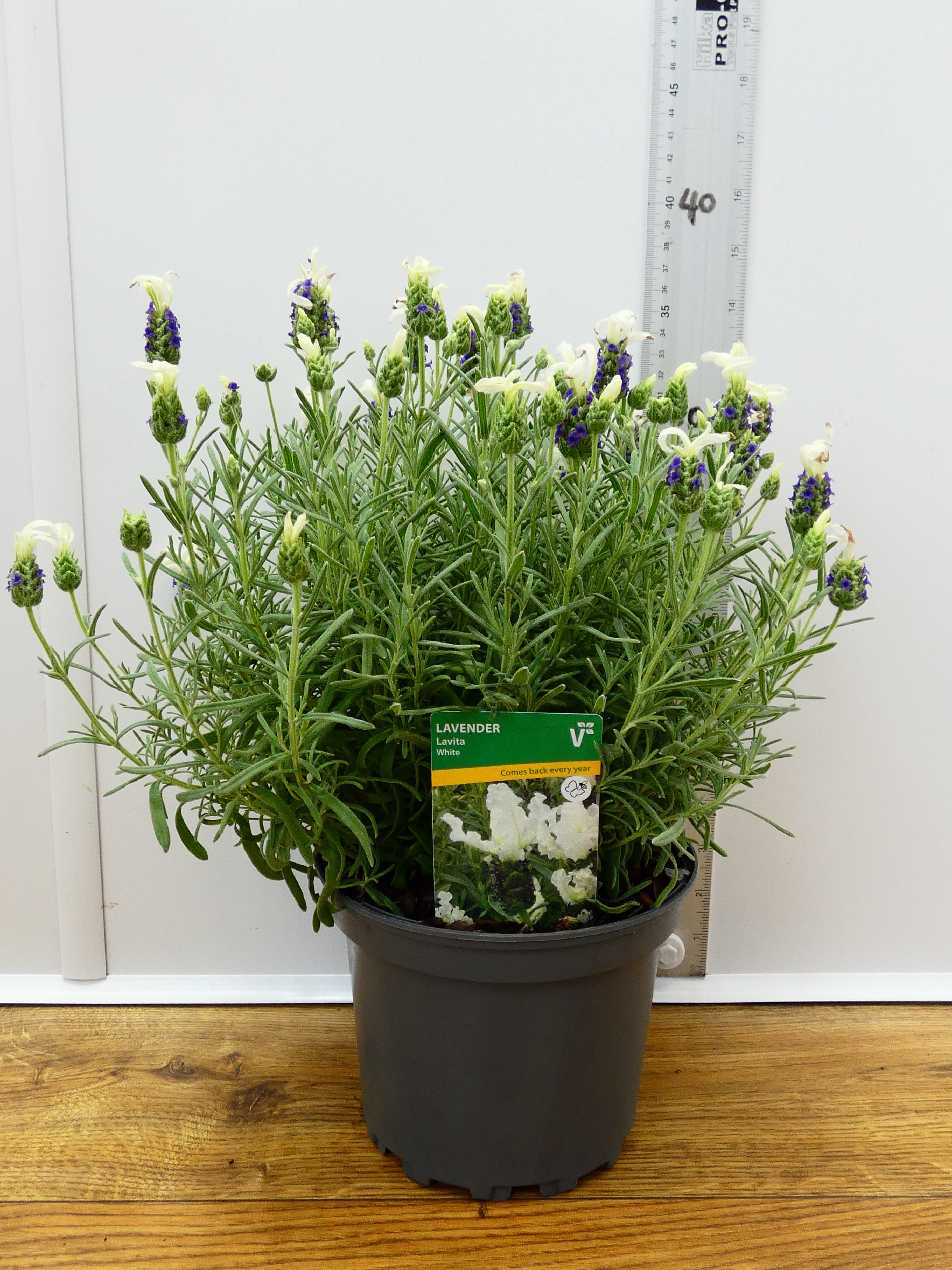Lavandula st 'Lavita White' (2ltr)