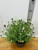 Lavandula st 'Lavita White' (2ltr)