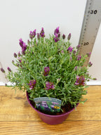 Lavandula st. 'Bandera Deep Rose' (2ltr)