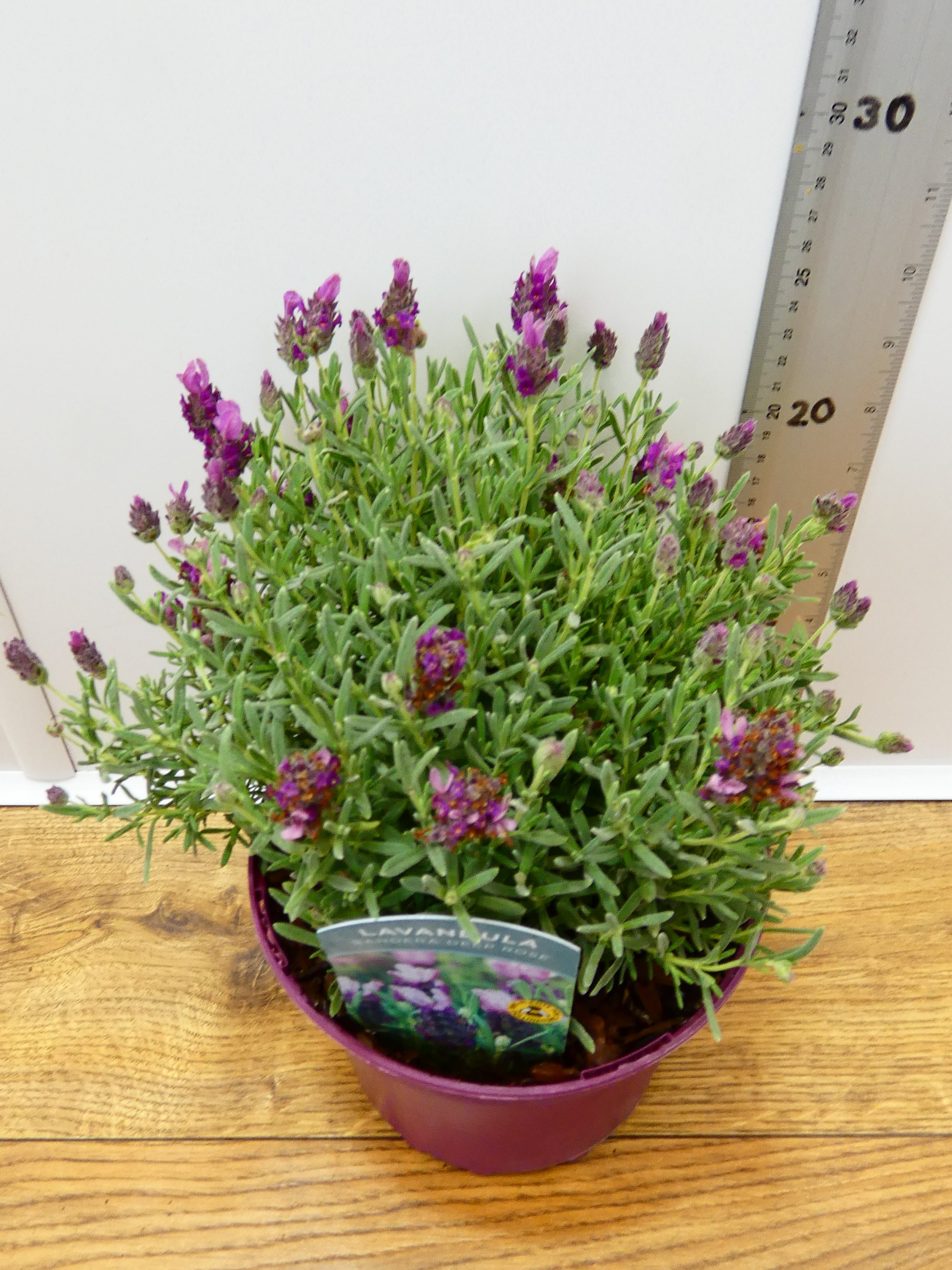 Lavandula st. 'Bandera Deep Rose' (2ltr)