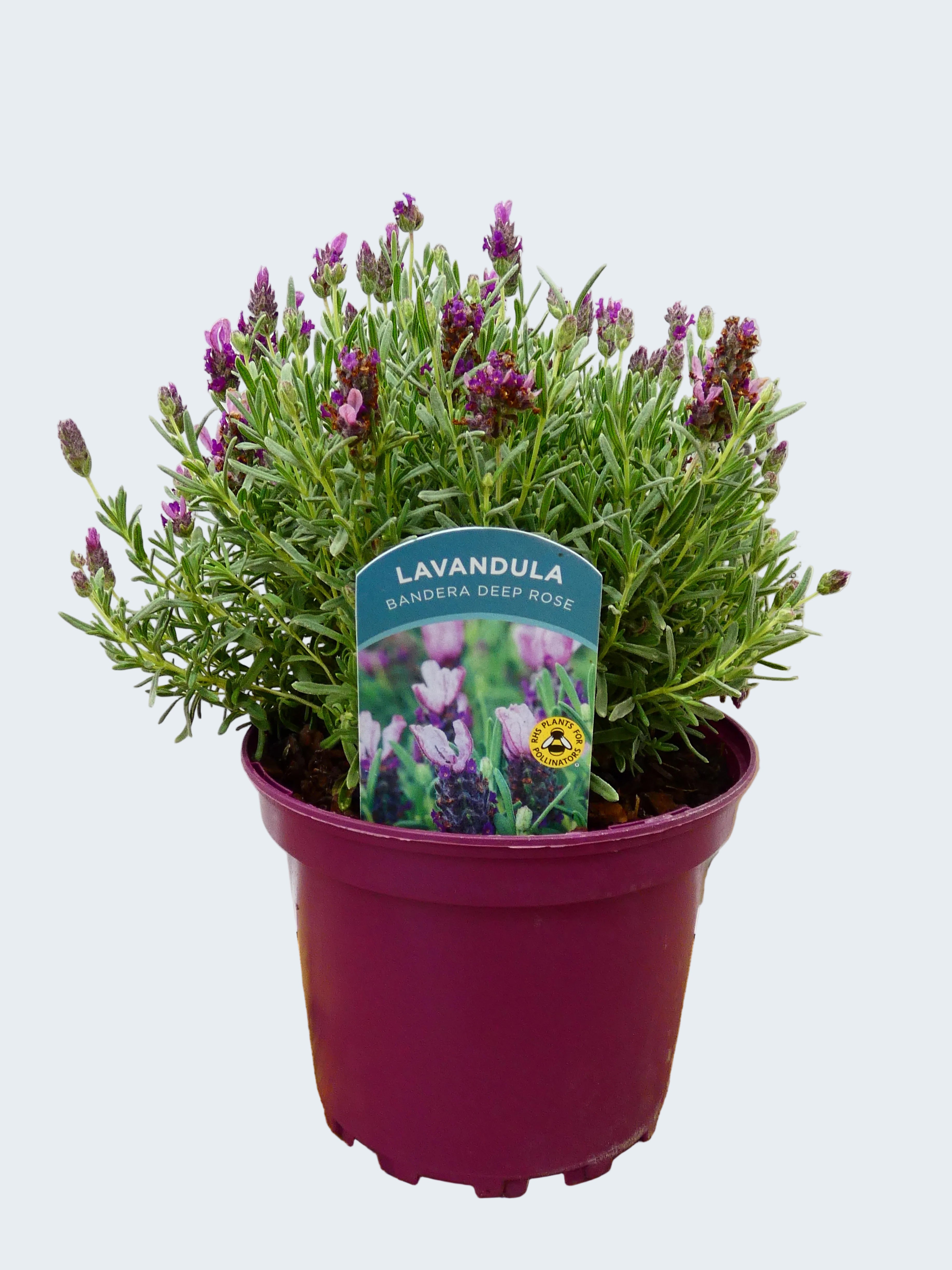 Lavandula st. 'Bandera Deep Rose' (2ltr)
