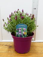 Lavandula st. 'Bandera Deep Rose' (2ltr)